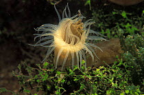 Upside-down jellyfish {Cassiopeia sp} caught by sea anemone, Indonesia, Kakaban