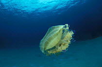 Upside-down jellyfish {Cassiopeia sp} Kakaban Lake, Kalimantan, Indonesia