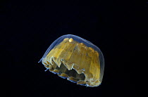 Sea thimble jellyfish {Linuche unguiculata} Caribbean Sea