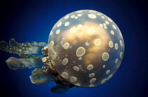 Papua jellyfish {Mastigias papua}, Indo-Pacific