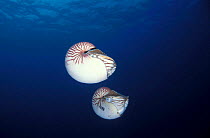 Chambered / Pearly nautilus pair {Nautilus pompilius} Australia.