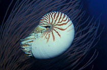 Chambered / Pearly nautilus {Nautilus pompilius} against fan coral, Australia.