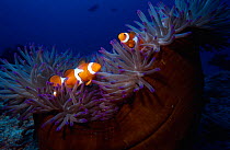 False clown anemoonefish in anemone {Amphiprion ocellaris} Indo-Pacific.