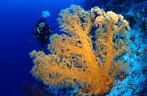 Diver + Soft coral {Dendronephthya sp} Great Barrier Reef, Australia.