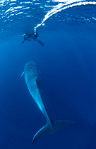 Diver + Dwarf minke whale {Balaenoptera acutorostrata} Great Barrier Reef, Australia.