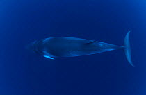 Dwarf minke whale {Balaenoptera acutorostrata} Great Barrier Reef, Australia