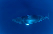 Dwarf minke whale {Balaenoptera acutorostrata} Great Barrier Reef, Australia.