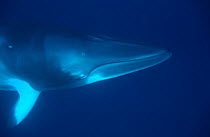 Dwarf minke whale {Balaenoptera acutorostrata} Great Barrier Reef, Australia.