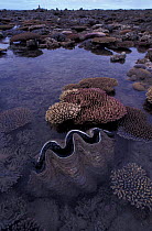Coral reef exposed at low tide & giant clam, Low Isles, Great Barrier Reef, Australia