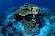Coral reef landscape, Great Barrier Reef, Australia
