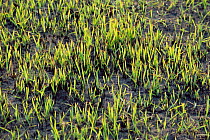 New grass growing after burning, Kaziranga NP, Assam, India
