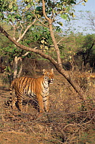 Young Tiger {Panthera tigris} Madya Pradesh, India