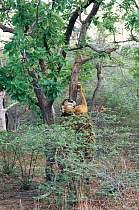 Tiger scratching and gnawing bark of tree {Panthera tigris} Madya Pradesh, India