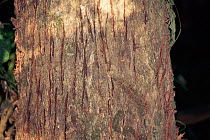Claw scratch marks on tree trunk from Tiger {Panthera tigris} Kaziranga NP, India