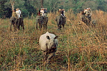 Tourists on Elephant safari watch Indian rhinoceros, Kaziranga NP, Assam, India