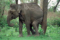 Indian elephant female rubbing against tree {Elephas maximus} Karnataka, India Nagarahole NP