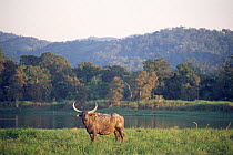 Water buffalo {Bubalus arnee} Kaziranga National Park, Assam, India