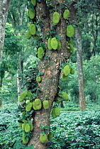 Jackfruit growing on tree {Artocarpus heterophyllus} Karnataka, India