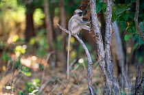 Baby Southern plains grey / Hanuman langur {Semnopithecus dussumieri} Bandhavgarh NP, India