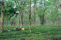 Women harvesting / picking tea crop, Assam, India