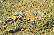 Unknown marine mammal fossil, Rann of Kutch, Gujarat, India