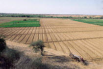 Ploughed field and ox drawn cart, Kutch, Gujarat, India