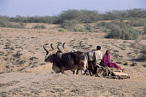 Traditional ox drawn cart, Kutch, Gujarat, India