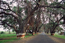 Banyan trees {Ficus religiousa} shading road, Aurangabad, Maharashtra, India