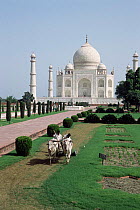 Taj Mahal with ox drawn lawn mowing machine, Agra, Uttar Pradesh, India