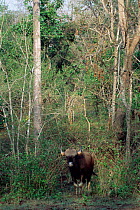 Wild gaur in undergrowth {Bos gaurus} Nagarahole NP, Karnataka, India