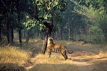 Tiger (B2) {Panthera tigris} scent marking tree, Bandhavgarh NP, India