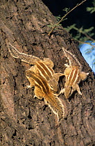 Three Five-striped palm squirrels {Funambulus pennanti} Bharatpur / Keoladeo Ghana NP, Rajasthan, India