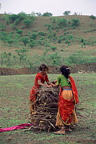 Women collecting firewood, Maharashtra, India