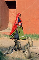 Village woman and Southern plains grey / Hanuman langurs {Semnopithecus dussumieri} Ranthambhore NP, Rajasthan, India