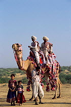 Rabhari family with domesticated camel, Kutch, Gujarat, India