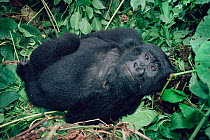 Mountain gorilla juvenile resting at midday {Gorilla g beringei} Virunga NP. DR Congo