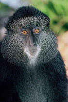Blue monkey portrait {Cercopithecus mitis} Virunga NP. Dem Rep of Congo