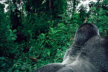 Silverback Mountain gorilla displays to another male Virunga NP, DR Congo {Gorilla g beringei}