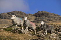 Herdwick sheep on upland fell at Wrynose Pass, Cumbria, England.