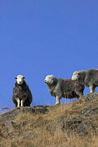 Herdwick sheep on upland fell at Wrynose Pass, Cumbria, England {Ovis aries}