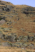 Herdwick sheep on upland fell at Wrynose Pass, Cumbria, England {Ovis aries}