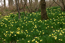 Wild daffodils {Narcissus pseudonarcissus} nr Levens, Cumbria, England