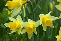 Wild daffodils {Narcissus pseudonarcissus} Cumbria, England