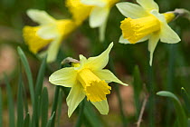 Wild daffodils {Narcissus pseudonarcissus} Cumbria, Englan