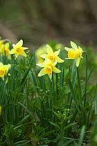 Wild daffodils {Narcissus pseudonarcissus} Cumbria, Englan