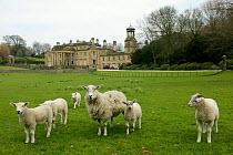 Sheep and lambs at Broughton Hall, Skipton, Yorkshire, England.