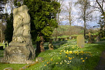 Church yard with Wood anenomes and Daffodils, Cockermouth, Cumbria