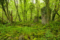 Remains of overgrown old Mill on the banks of the river Wyre, Lancashire, England.