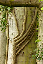 Ivy (Hedera helix) adhesive roots climbing up large Sycamore tree, England