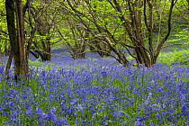 Bluebells and Greater Stitchwort flowering in ancient coppice woodland, UK.